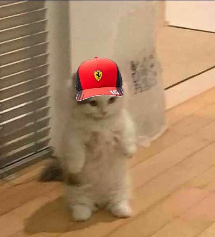 #f1twt It's raceweek and I'm looking for f1 moots

- 19, she/her tifosi 
- my fav drivers are CL16 CS55 LH44 FA14 
- I love the whole grid
- Very unfunny memes

likes and rts appreciated