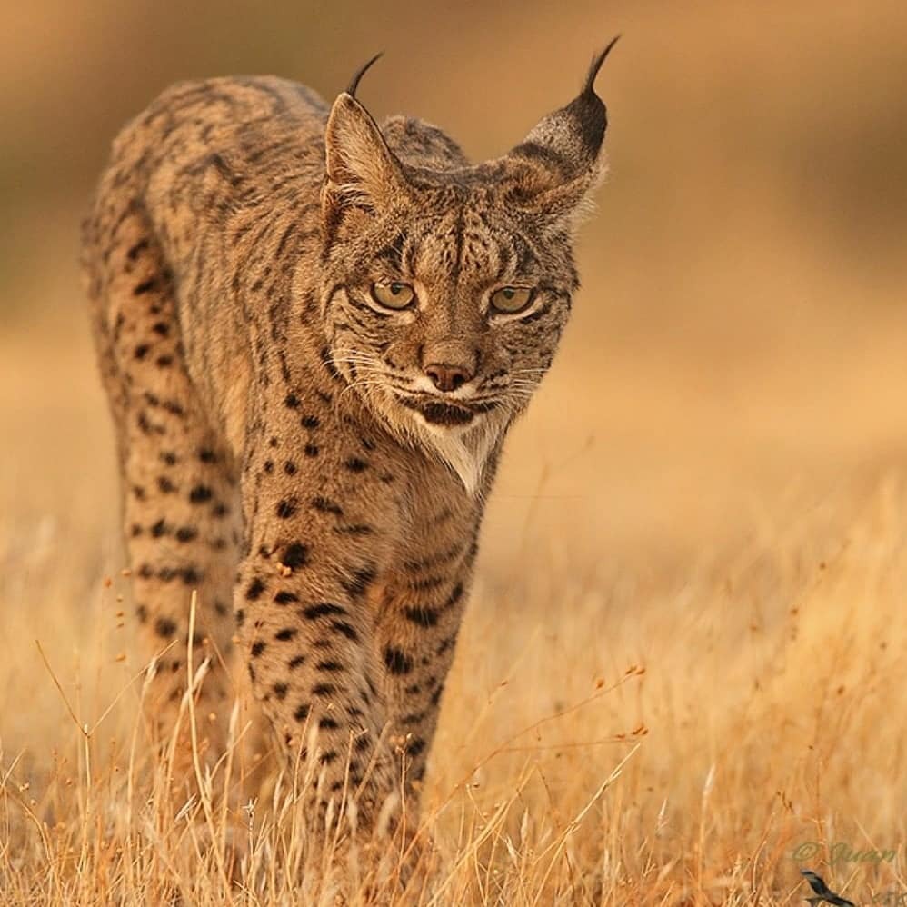 Iberian Lynx found in Spain. Lovely photo from @natureda.es