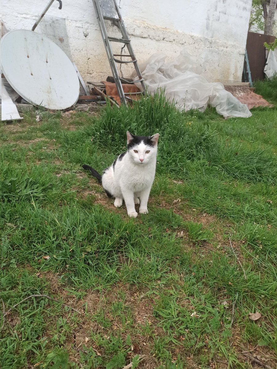 Sütlaç için haberler çok hoş değil,kronik idrar yolları problemi var tekrar ultrasonla bakıldı kristaller varmış. Üriner mama kullanması gerekiyormuş🥺 Varsa üriner mamanız talibiz 🙏🏻 Birde dişleri kötü durumda, iki üst azı dişi sikintidaymis her gün sprey sıkılacak(devamıasagida