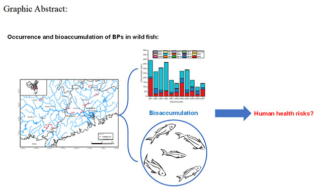 Discover the latest findings on #bisphenols in wild fish from South China's West and North Rivers! 🐟 
Our study explores tissue-specific #bioaccumulation and health risks. 

More details at: 
oaepublish.com/articles/jeea.… 

@SCNU_China 
#EndocrineDisruptor