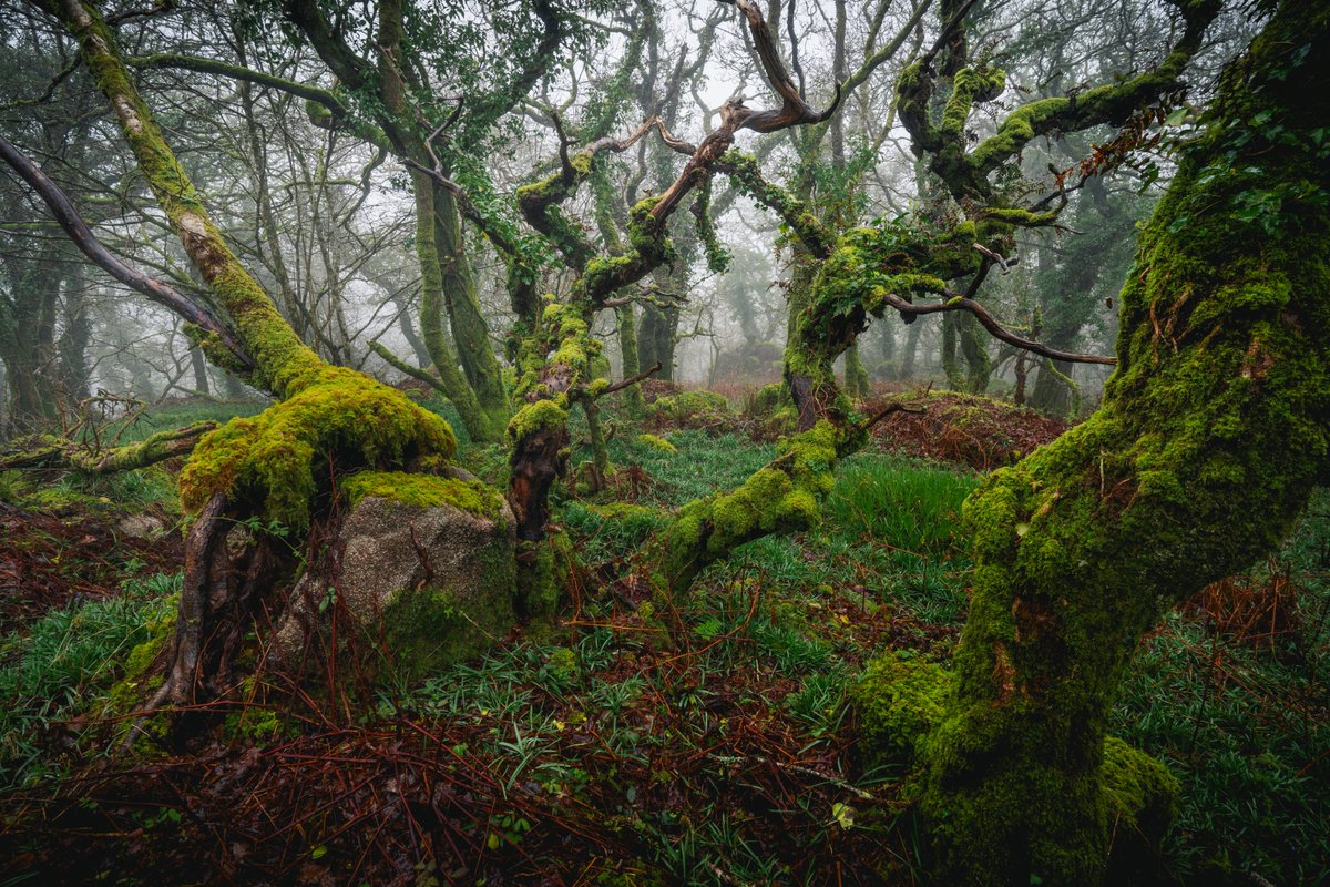 Cameron Goodhead tweet media