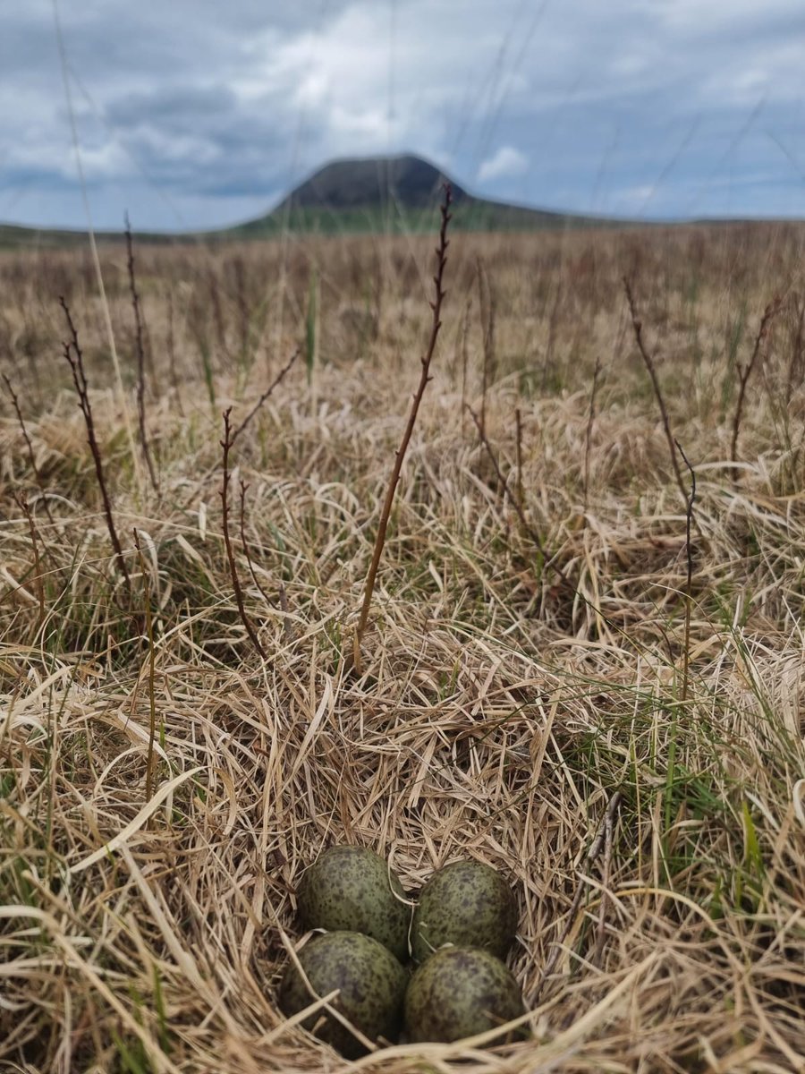 A #Curlew nest found this week in the beautiful surroundings of the Antrim Plateau in Northern Ireland. This pair have certainly chosen a scenic spot, with a great view of Slemish! @RSPBNI