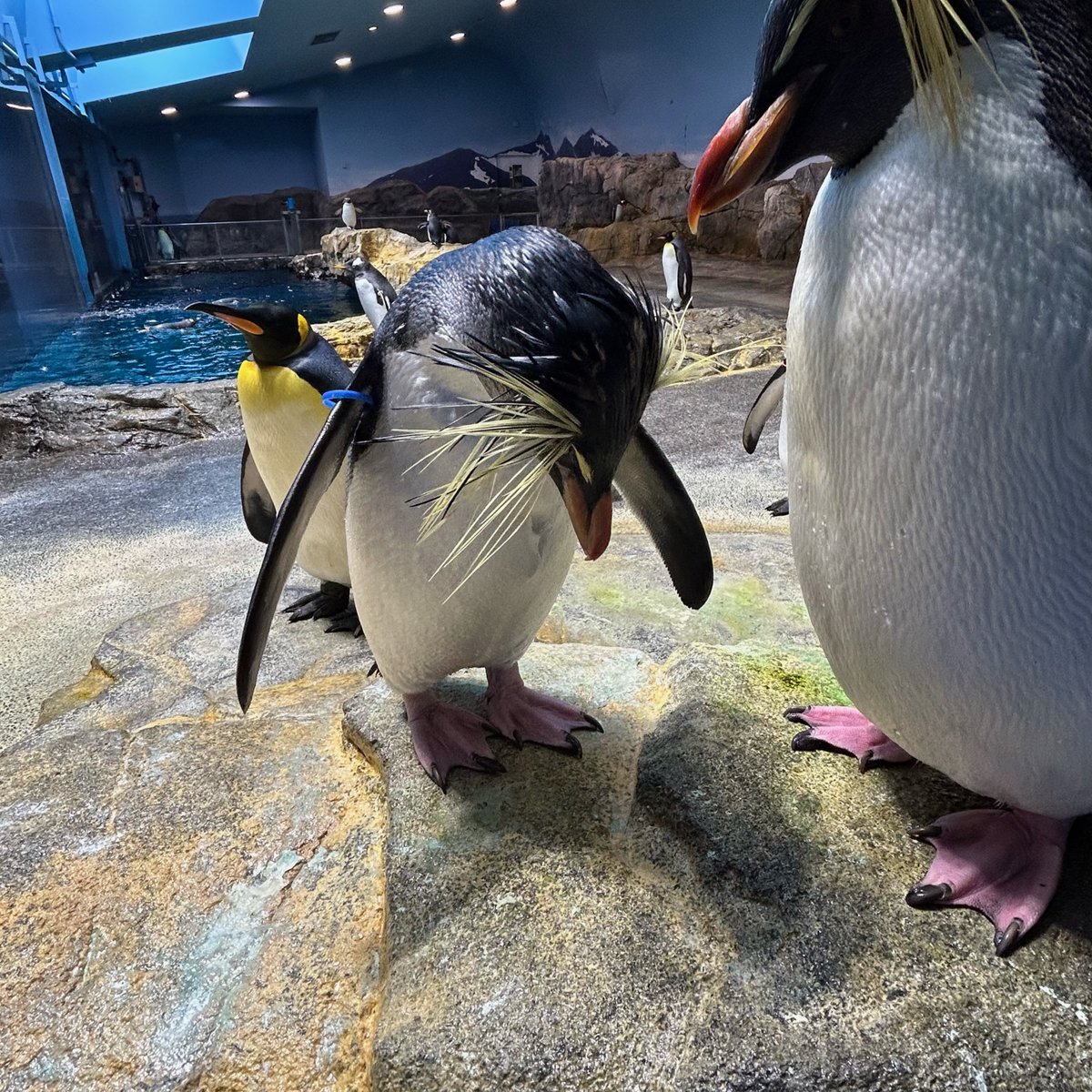 ※イベント中止のお知らせ 高病原性鳥インフルエンザウィルスが国内の家禽で確認されました。その為、 5/3（金）～当面の間、 ふれあいペンギンビーチのイベントを中止とさせて頂きます。詳しくは公式HPをご覧ください。ご迷惑をおかけしますが、ご了承下さい。 #長崎ペンギン水族館