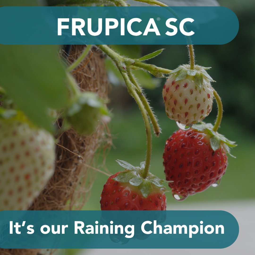 Petal stick got you coming unstuck? Coupled with the lovely British weather, Botrytis can easily get a hold in your strawberries. Frupica will help you out of a jam.

certisbelchim.co.uk/products/frupi…

#Frupica #Strawberries #Growers #StrawberryGrowers