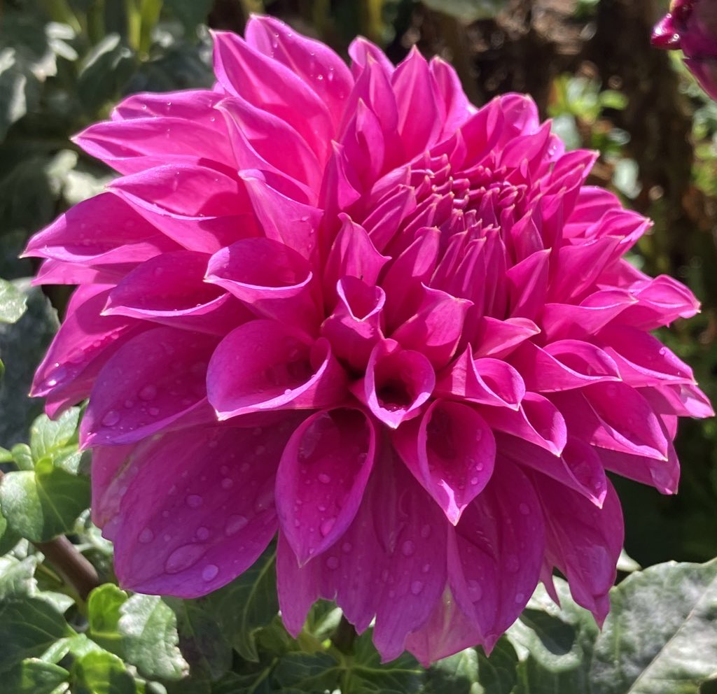 Daily Dahlia