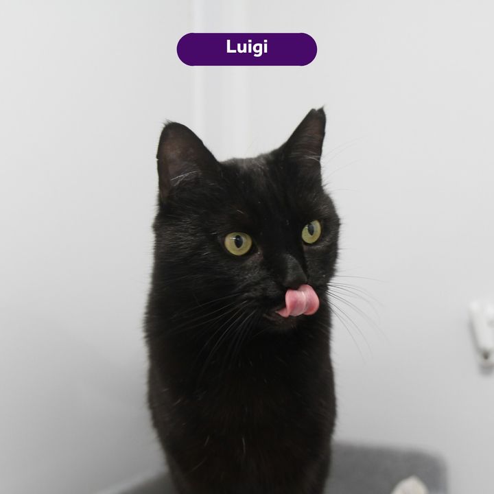 We have a treat for you this Tuesday! Not one, but two #TongueOutTuesdays! 🐱 💜 Being such handsome chaps, we couldn't choose just one. We think Moochi and Luigi are equally adorable. 🥰