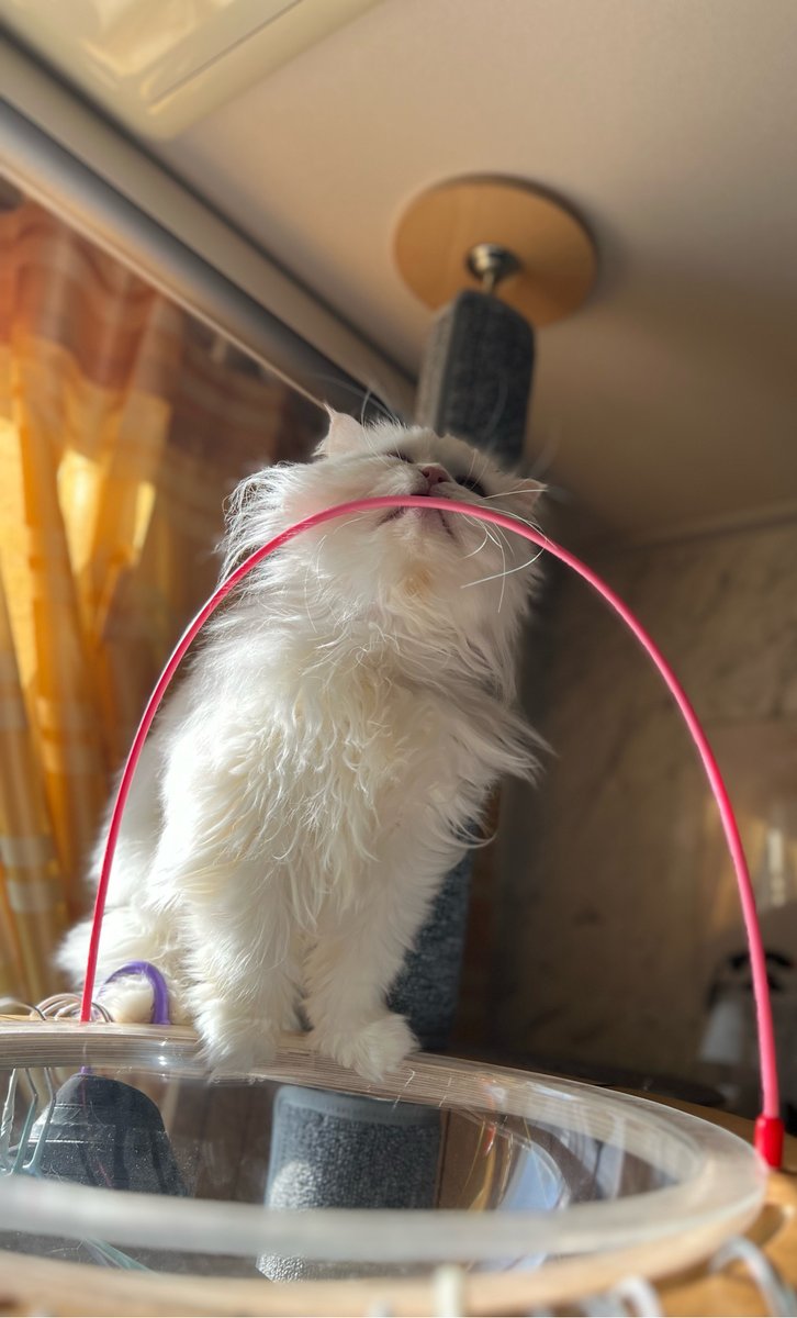 jujin1567809's tweet image. #猫 #고양이 #Cat
