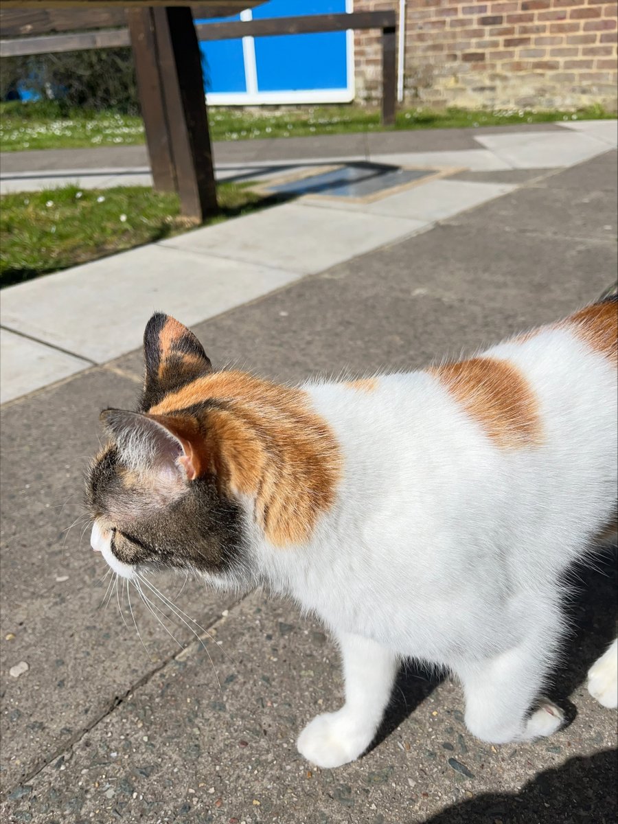 📣 Is this your cat? 🐱 New furry visitor on campus! If you recognize him or know his owner, please contact our school office: 0118 983 2030 🏫 #LostCat