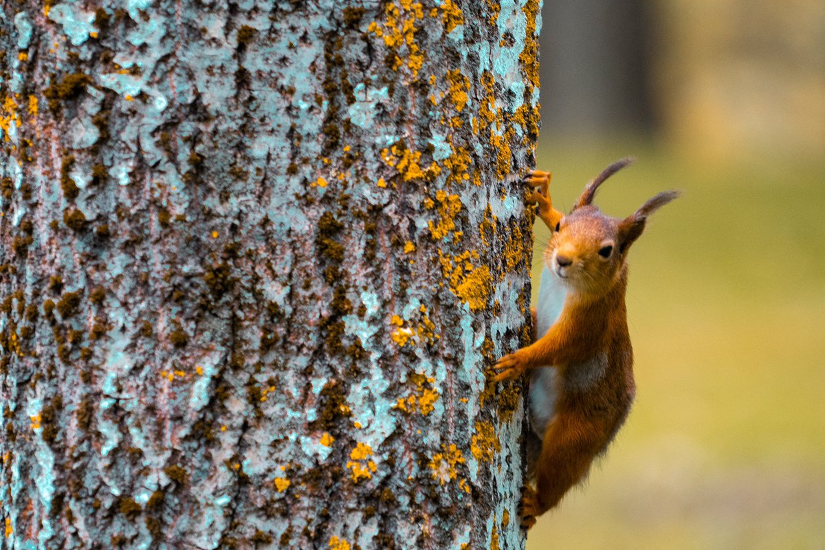 Share your captures of animals in the comments section! 🐿️ 🦢 🐶