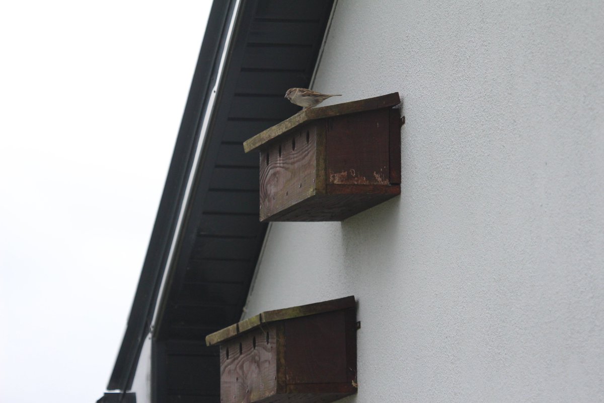 Once again, the colony boxes at the gable end of the house have residents!