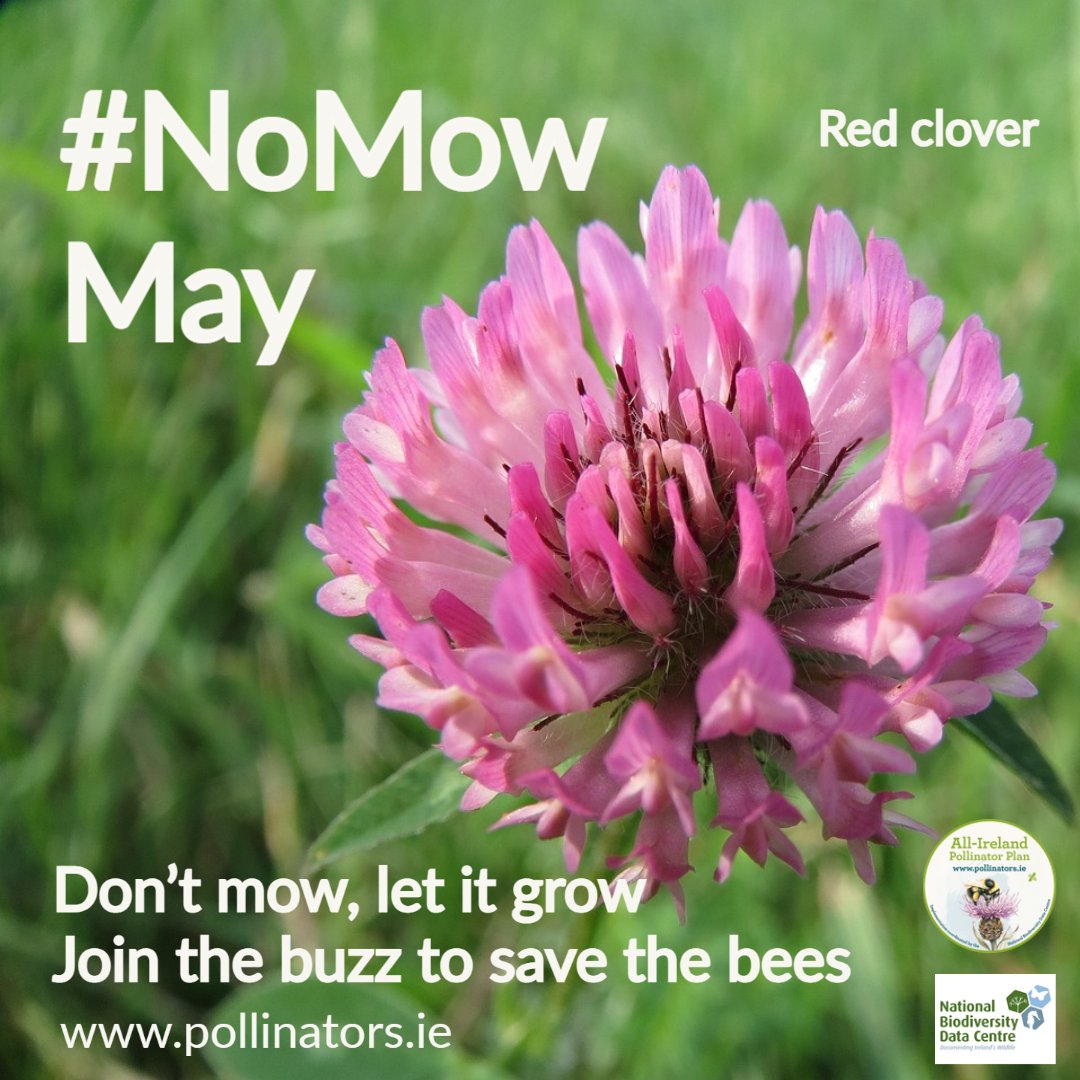 #NoMowMay is an annual campaign asking everyone to put away the lawnmower during May to help our native wildlife. Native Irish wildflowers like Dandelions and Clover provide the best source of pollen and nectar for our hungry wild pollinators. Read more: pollinators.ie/no-mow-may
