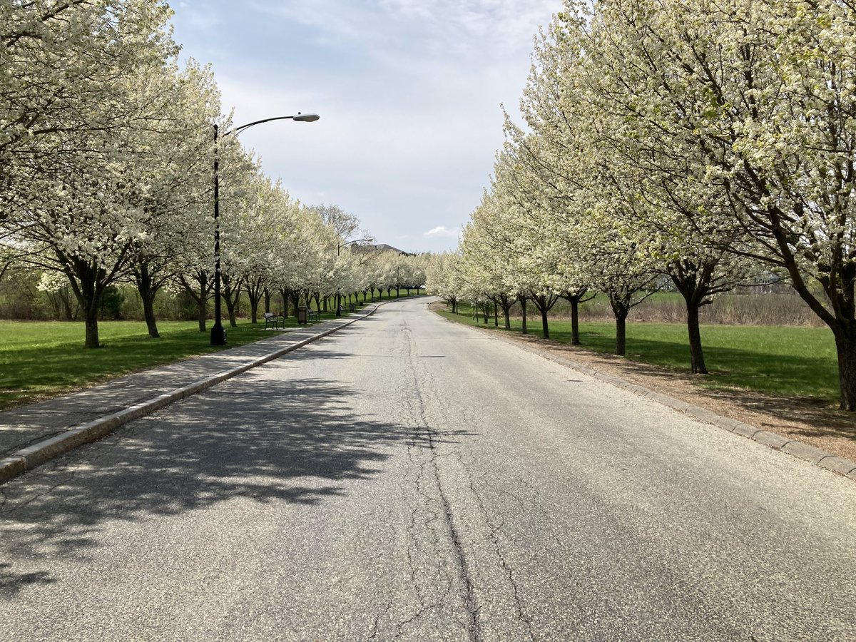 If you have a chance to check out Hospital Drive, the Callery Pear trees are just gorgeous this week! #spring #Tewksbury #beauty #trees