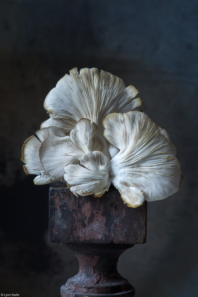 Simply stunning 🤍 📷 'Italian Oyster Mushroom' by Lynn Karlin, Shortlisted, @HotelArtGroup Cream of the Crop, 2024 #stilllife #stilllifephotographer #oystermushroom #mushrooms