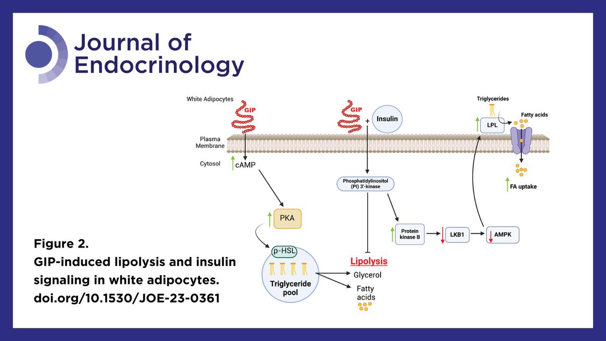 Read this recent review by Samrin Kagdi et al. @UofTMedicine summarising the research on the effects of glucose-dependent insulinotropic polypeptide in #adipose tissue (distinct depots of white and brown) using cellular, rodent, and human models 👉 ow.ly/2v2e50RqPC5 #GLP1