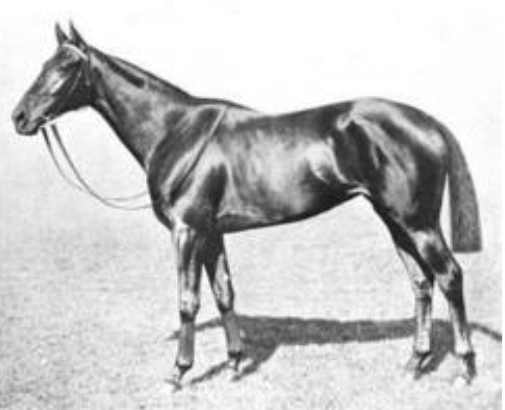 Electra, by the sprinter Eager out of a sister to Hammerkop, was a high-class filly that won the 1000 Guineas, Oaks and Park Hill Stakes in 1909. She bred four winners, the best of which was the bad tempered dual Champion Stakes winner Orpheus.