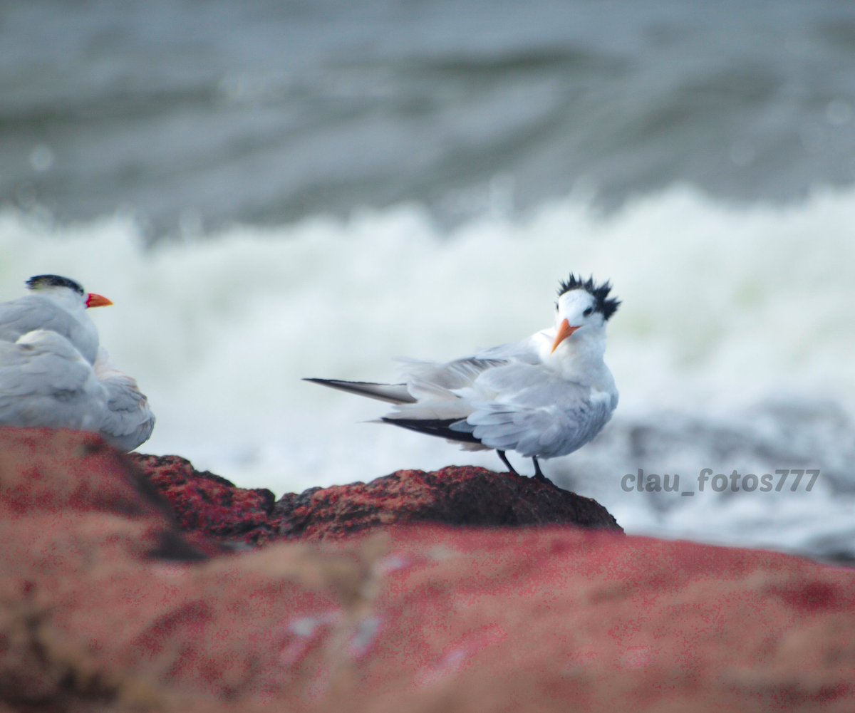 Buenas 😎 Dejo hoy al Gaviotín Real (Thalasseus maximus) 💚 Es un residente poco común. Habita costa rocosa, playas, orillas de lagunas. Se lo puede ver junto a gaviotas u otras especies de gaviotines. Se zambulle desde una altura mayor que los demás para capturar los peces