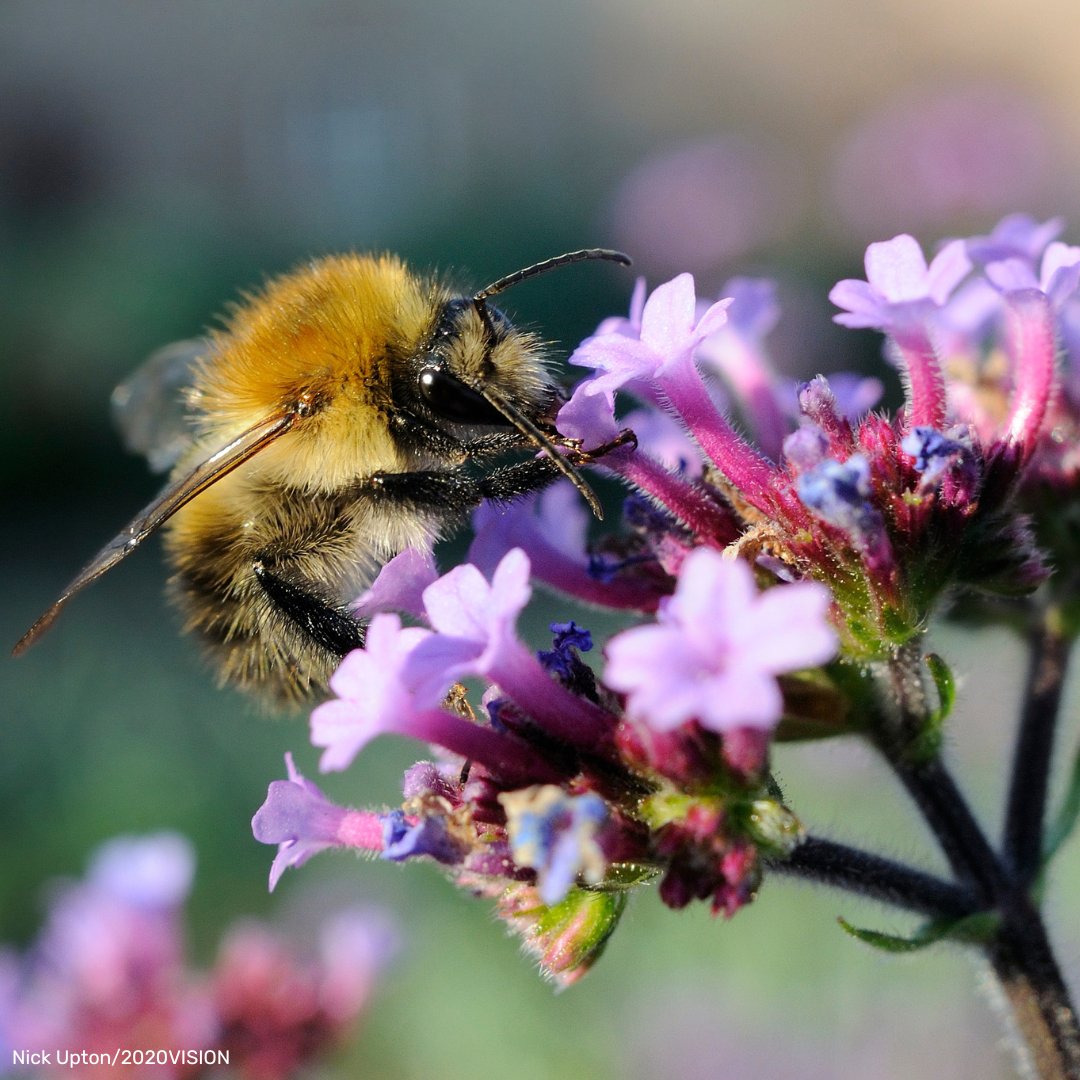 Why is it so important to protect our pollinators? 🐝 Pollinators including many bees, butterflies, wasps and moths play a vital role in our ecosystem – in fact, around a third of our world's food production relies on pollinating insects! (1/3)