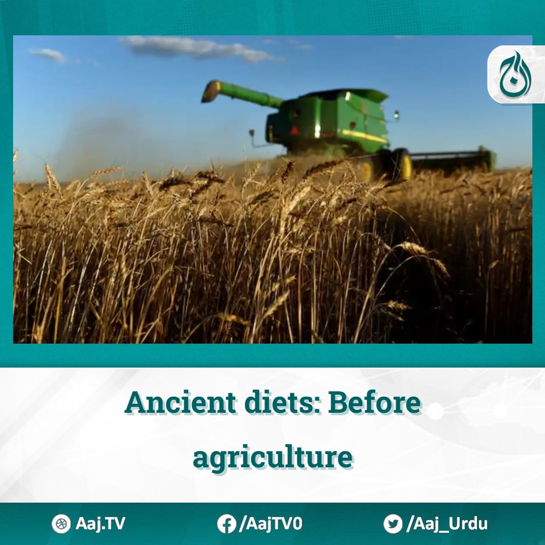 Ancient diets: Before agriculture

Read more: english.aaj.tv/news/330359840…

#PreAgricultureDiet #HunterGathererFood #AncientNutrition #PlantBasedEating #EarlyHumanLifestyle