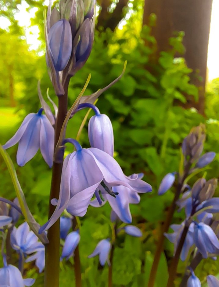 #bluebell #bluebellseason