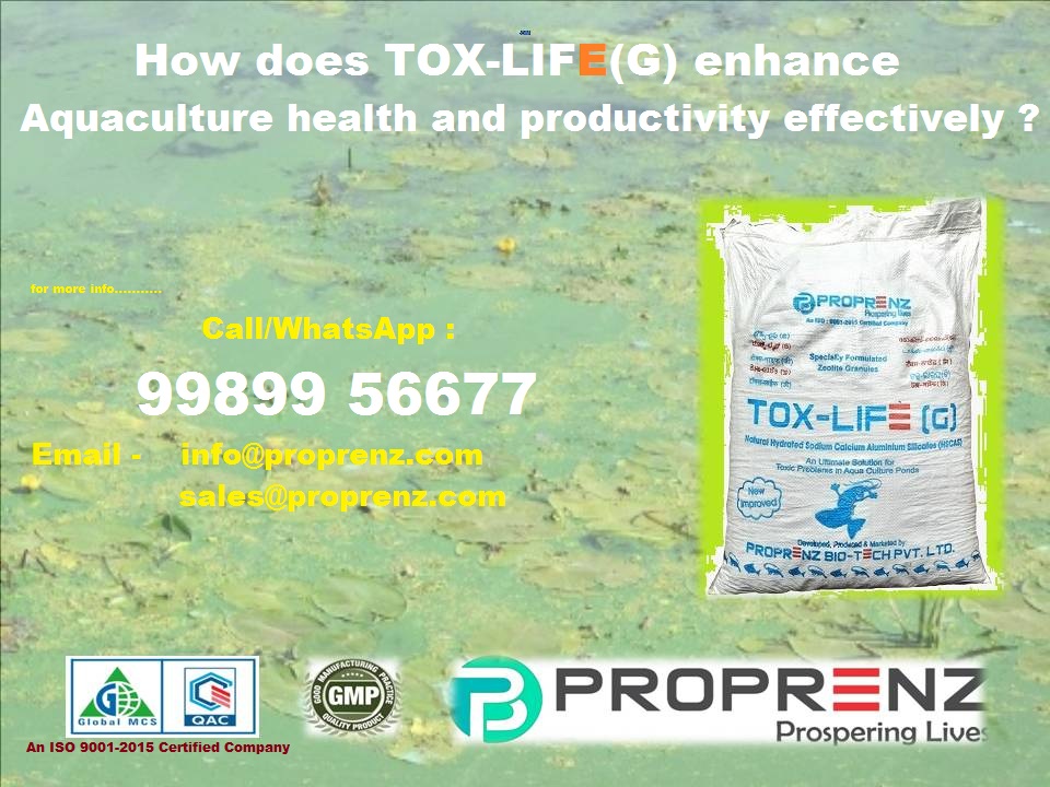 How does TOX-LIFE (G) enhance aquaculture health and productivity effectively ?
OX-LIFE (G) employs Zeolite Granules to absorb toxins in aquatic environments, reducing stress and mortality rates among fish and prawn. By neutralizing harmful substances, it fosters healthier growth