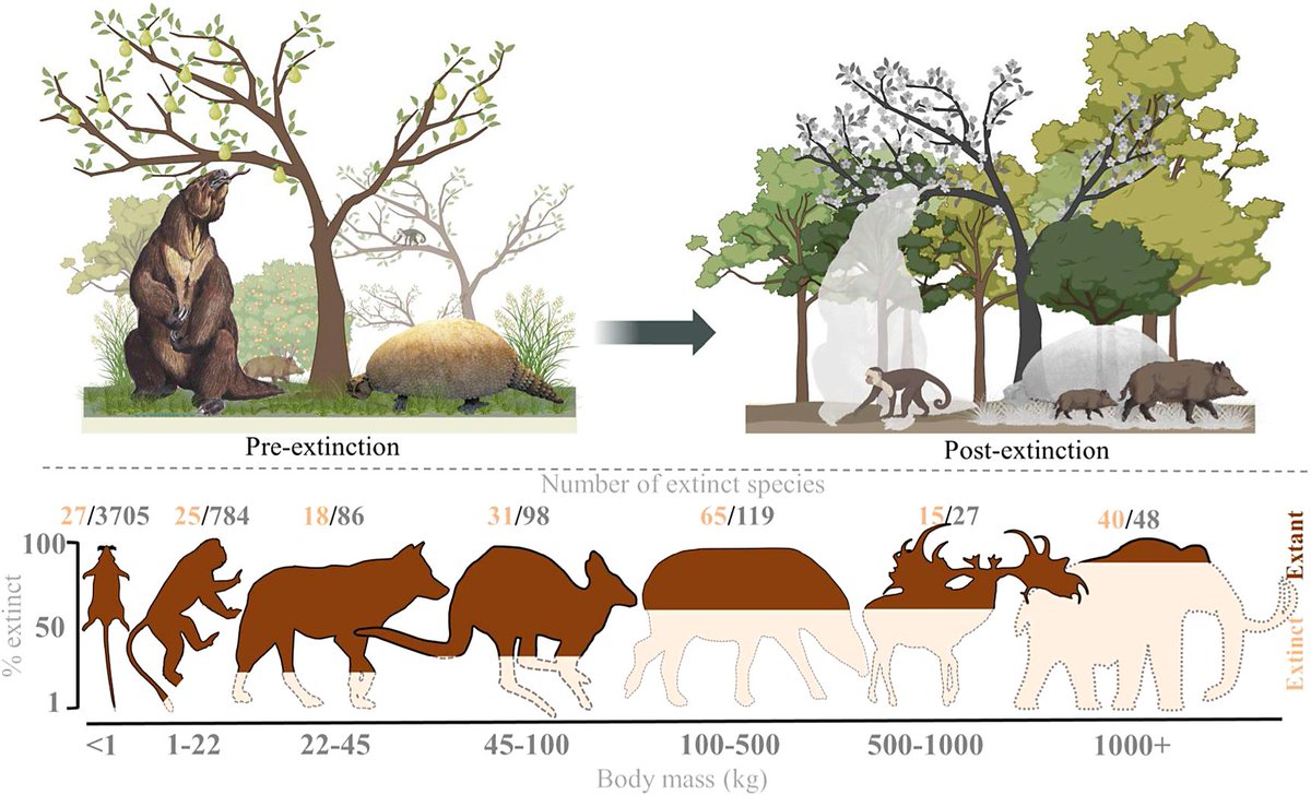 Published in #CPExtinction by @JCSvenning et al: The late-Quaternary megafauna extinctions: Patterns, causes, ecological consequences and implications for ecosystem management in the Anthropocene Free to read, share & download: bit.ly/4aBR9fI #extinction #megafauna