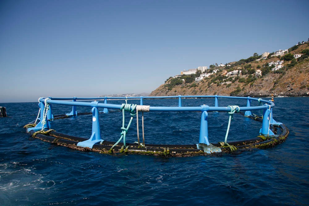 🗒👥El BOJA publica el proyecto de orden de las #ayudas medioambientales para la #acuicultura 🐟Las ayudas compensarán pérdidas económicas por la utilización de métodos de cultivo medioambientales en las zonas Red Natura 2000 🔗lajunta.es/4rgz1