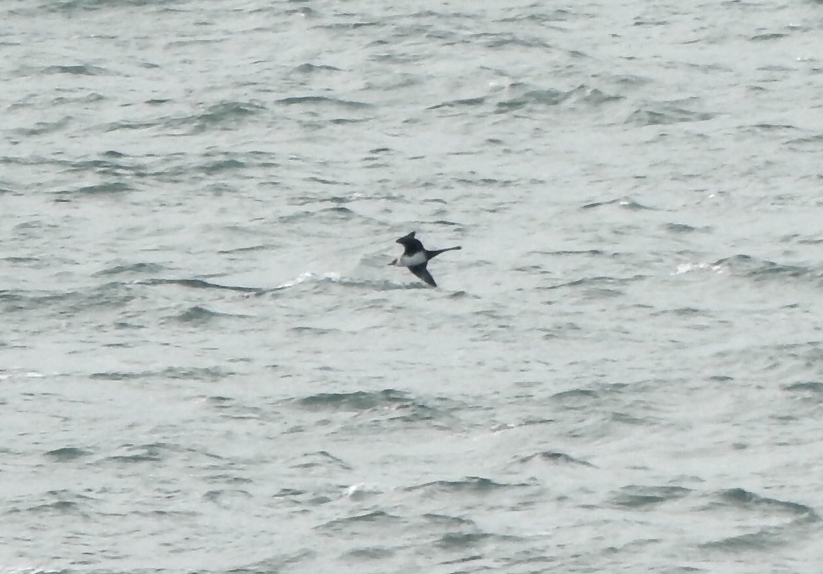 Heavily cropped image of distant Pomarine Skua passing Dungeness this morning