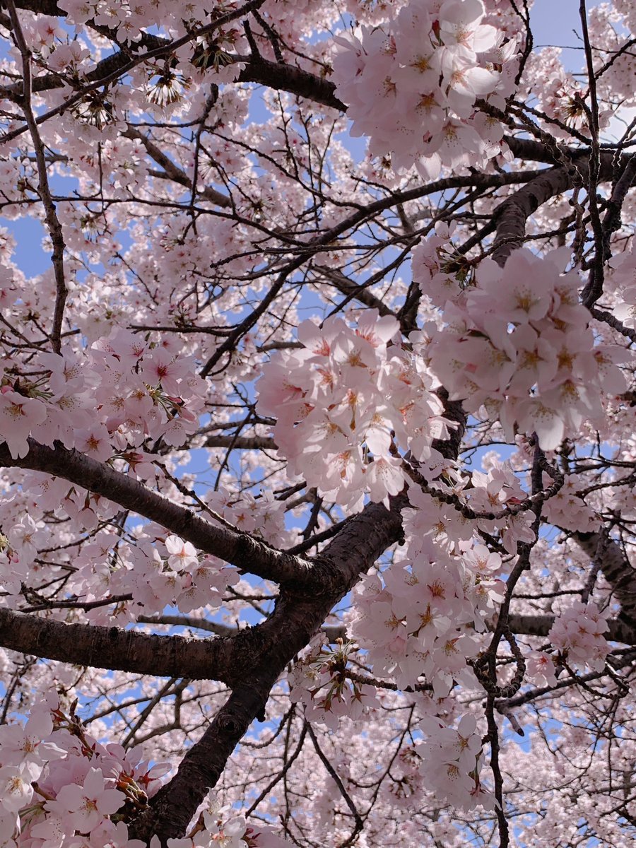 無事帰宅。ひとつの区切りを終えて春から夏へ‥
風薫る5月も無事に過ごします。皆さんありがとう、4月ありがとう！
#桜