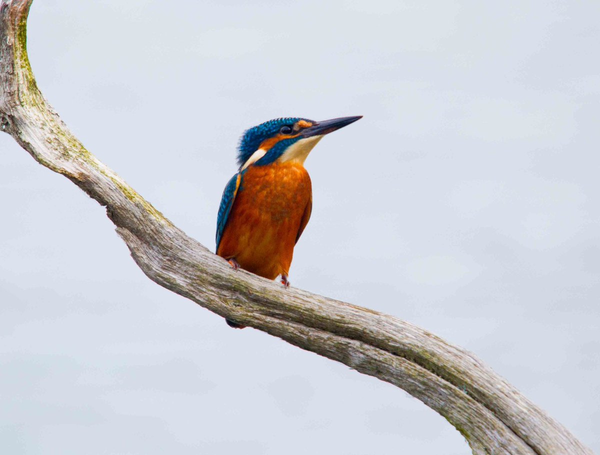 Can't beat a Kingfisher