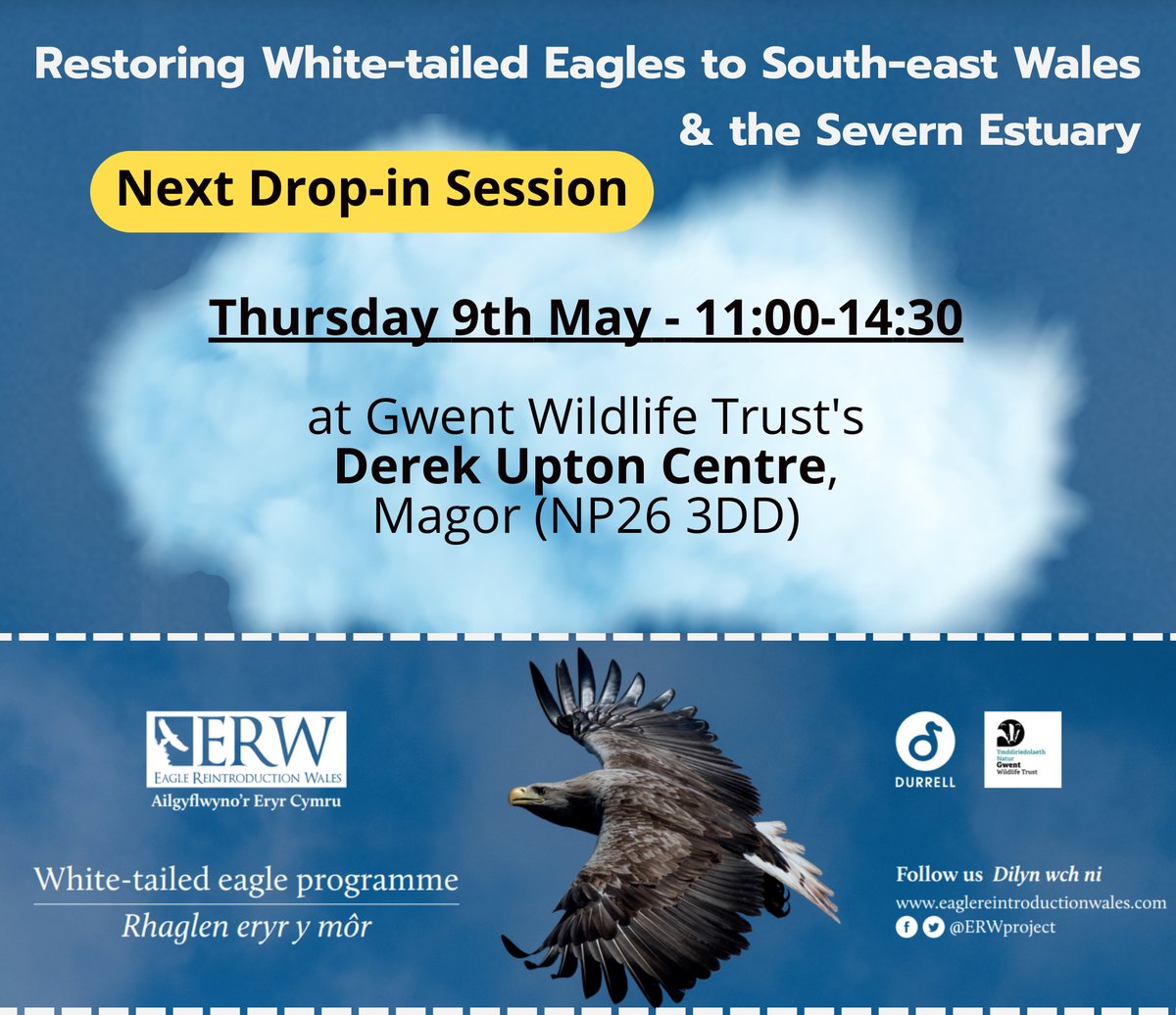 Want to learn more about the return of White-tailed Eagles to South-east Wales and the Severn Estuary? Now’s your chance! @ERWproject are hosting their first drop-in session at @GwentWildlife's Magor Marsh on May 9. Go along to say hi, show your support and express your views.