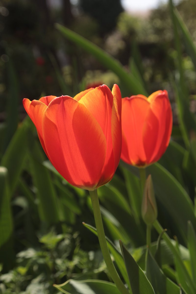 Tulips 🥰 #Photography #Flowers