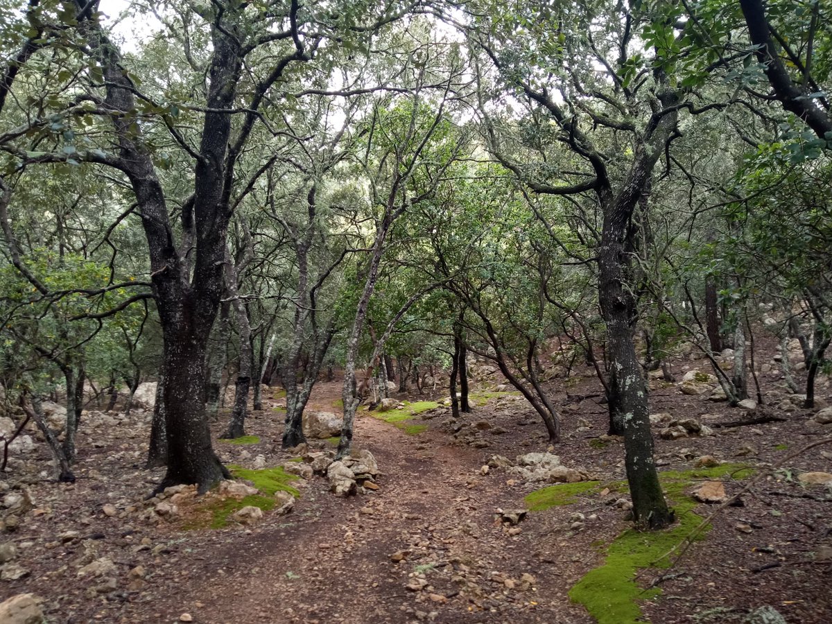 Un dels màxims plaers de la vida és passejar per un bosc d'alzines just després d'haver-hi plogut. El perfum de la la terra humida, l'olor a sal de la mar llunyana, les molses com maragdes damunt les pedres, tot un quadre de promesa de vida... Mallorca, quina terra tenim.