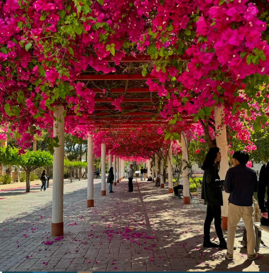 UA_Universidad's tweet photo. 😍 Nos encanta ver como la buganvilla de la Facultad de Ciencias “explota” cada año en primavera 😀 https://t.co/w7xqQiAiP4