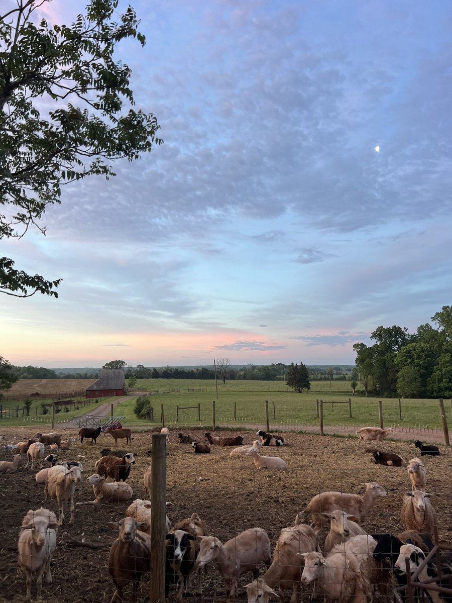 Morning view from the sheep barn