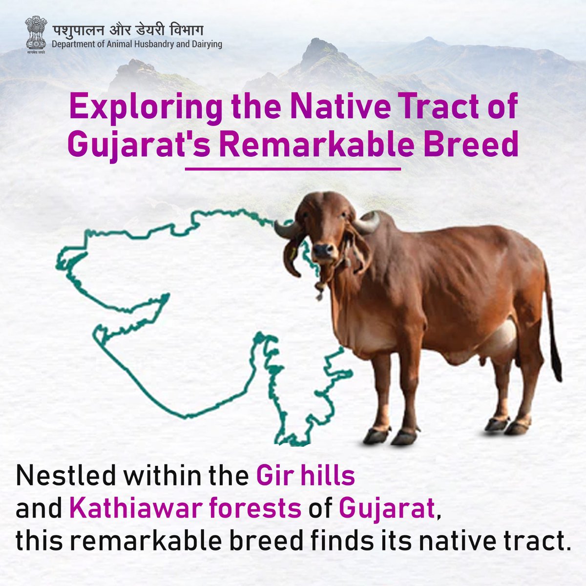 Discover Gujarat's remarkable Gir Cow breed in its native tract, nestled amid the #Girhills and #Kathiawar forests. #GirCowOrigins