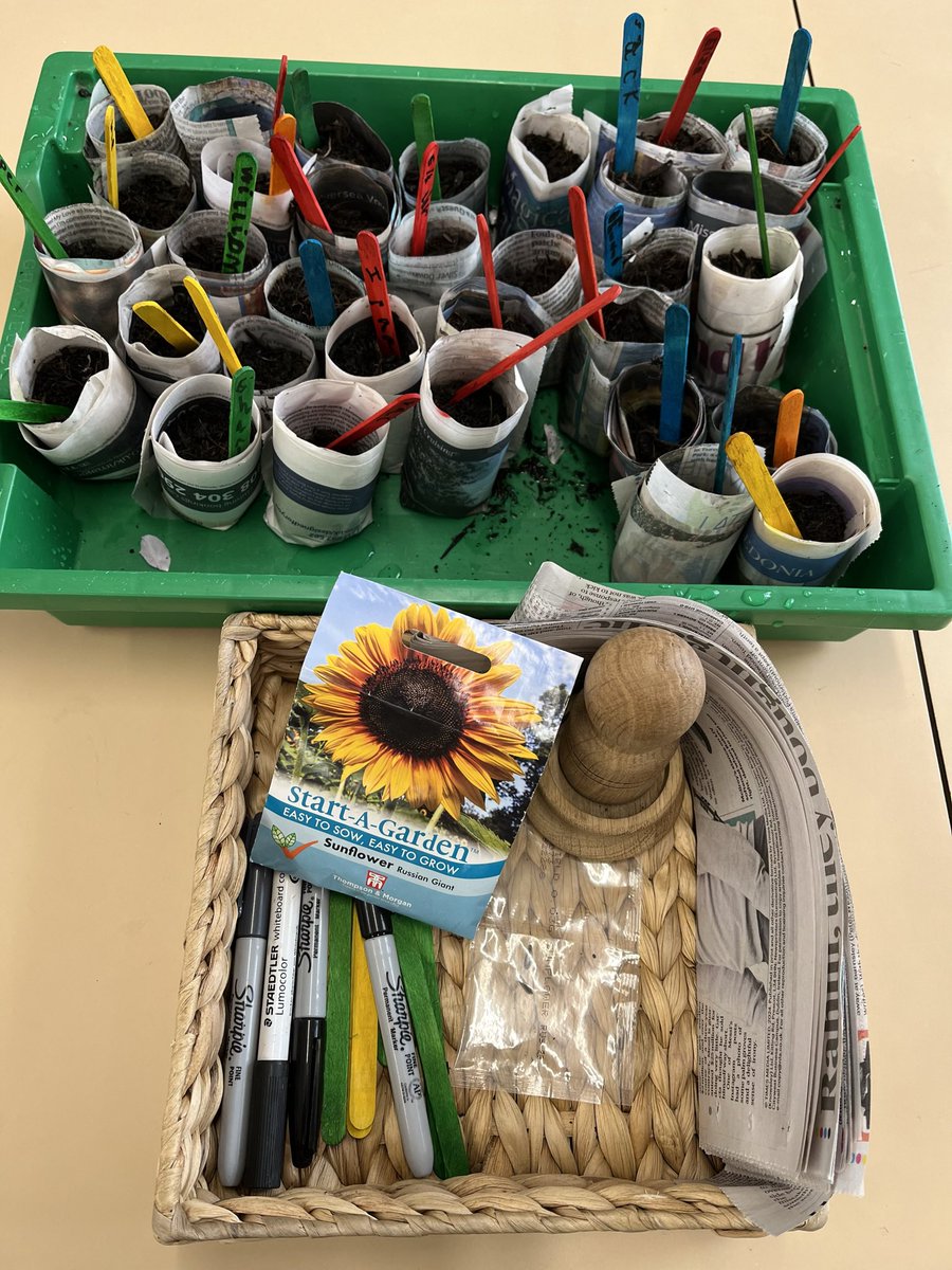 Year One have made their own recycled pots for their sunflower seeds. We are excited to look after them and watch them grow 🌻 #ecoschools