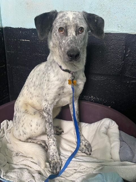 #rehomehour Sasha 4 yr old cross breed, she has no trust in people after coming from a kill shelter, would be best as only dog at the moment as she doesn't realise she doesn't need to fight for food, water etc, children 16+ more info/adopt her from @OakwoodRescue UK