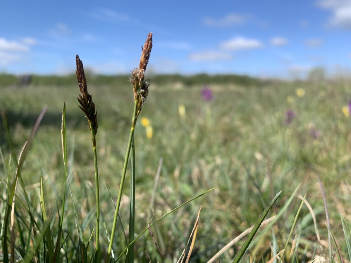 A few people have been asking about FISCs in Norfolk this year. I’ll be running one 14 August 2024 in Norwich with @NaturalEngland @NENorfolkSufflk Look out for a booking link on the @BSBIbotany website