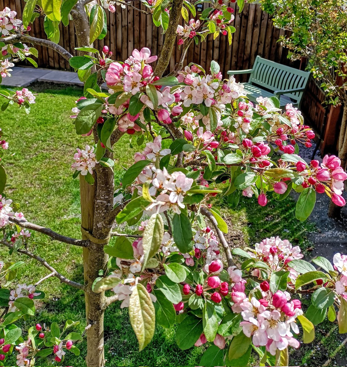 The crabapple blossom looks and smells fantastic as ever #gardening #Blossom #trees #Flowers #crabapple #garden #greenfingers