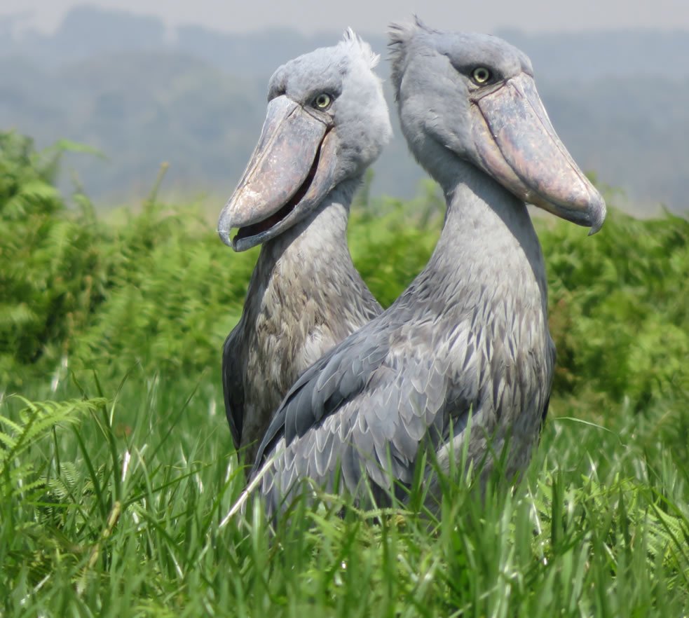 Discover the majestic Shoebill in its natural habitat of Uganda's breathtaking wetlands, With its prehistoric appearance and powerful shoe-shaped bill, this rare and elusive bird is a true treasure of Africa's rich wildlife. Plan your visit and witness its beauty #VisitUganda
