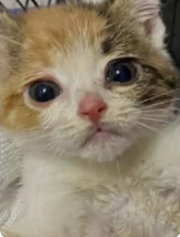 #StopChinaCatTorture
自分はこの子で中国の虐待を知りました。
この子猫の目を見て下さい。
恐怖と苦しみと絶望感…子猫が小さい体足で必死に抵抗している動画、子猫の最後の姿も見ました。
いい歳のオヤジが男泣きしました。
頼むから中国の心無い人、虐待をやめてくれ。