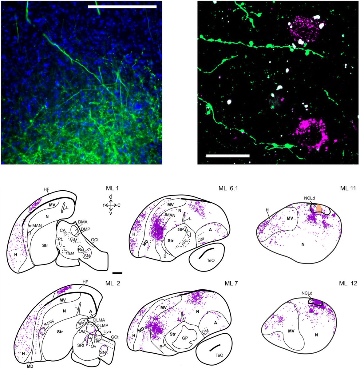 Felix W Moll tweet media