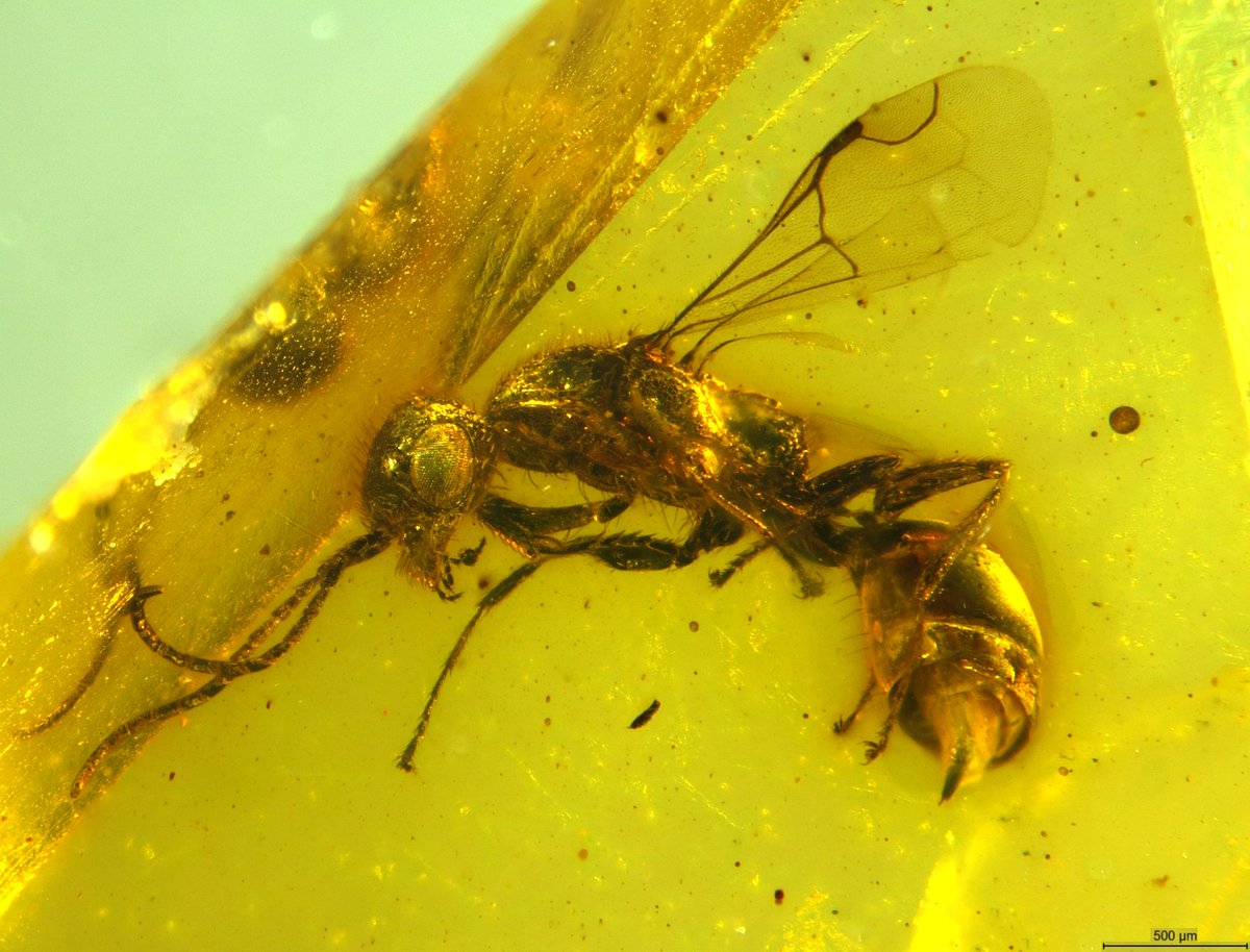 Manuel Brazidec (@manu_bzd) on Twitter photo New paper published with Volker Lohrmann (Übersee-Museum Bremen) and Vincent Perrichot ! 🥳🐝
✍ The first Cretaceous epyrine wasp (Hymenoptera: Bethylidae): a new genus and species from early Cenomanian Kachin amber
🔗 mdpi.com/2075-4450/15/5…
<a href="/GeosciencesR/">Géosciences Rennes</a> <a href="/OSURennes/">OSUR-Observatoire des Sciences de l'Univers Rennes</a> New paper published with Volker Lohrmann (Übersee-Museum Bremen) and Vincent Perrichot ! 🥳🐝
✍ The first Cretaceous epyrine wasp (Hymenoptera: Bethylidae): a new genus and species from early Cenomanian Kachin amber
🔗 mdpi.com/2075-4450/15/5…
<a href="/GeosciencesR/">Géosciences Rennes</a> <a href="/OSURennes/">OSUR-Observatoire des Sciences de l'Univers Rennes</a>