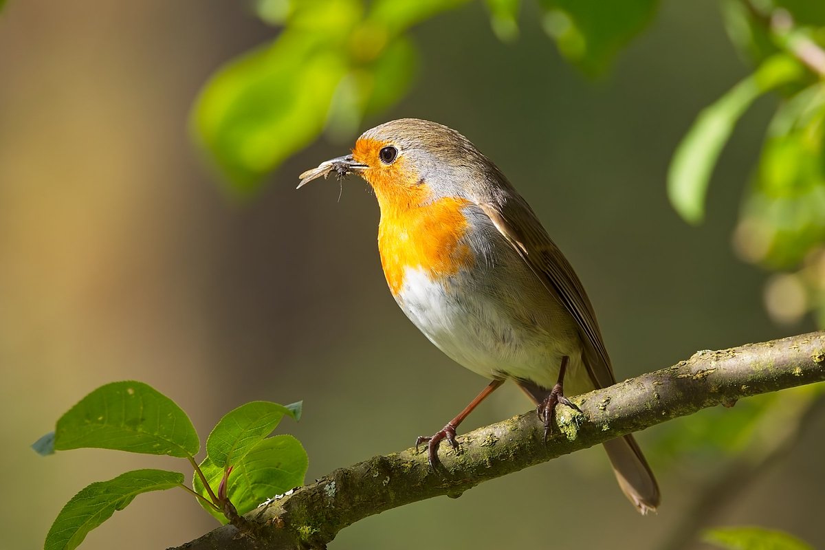 Robin with a quick snack #birds #birdphotography #NaturePhotograhpy