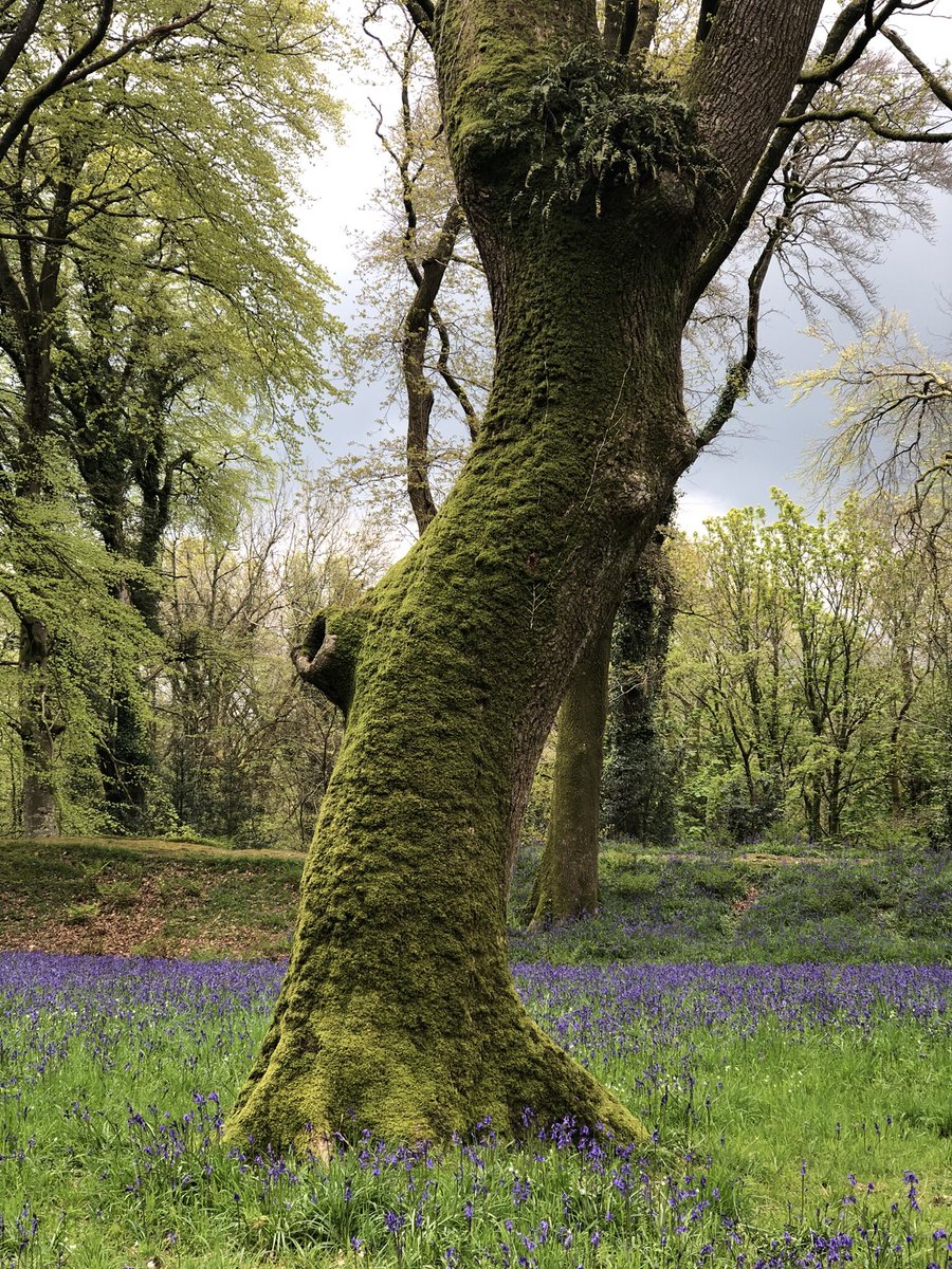 A #Tree for #thicktrunktuesday #Bluebells #woodland #Flowers #trees