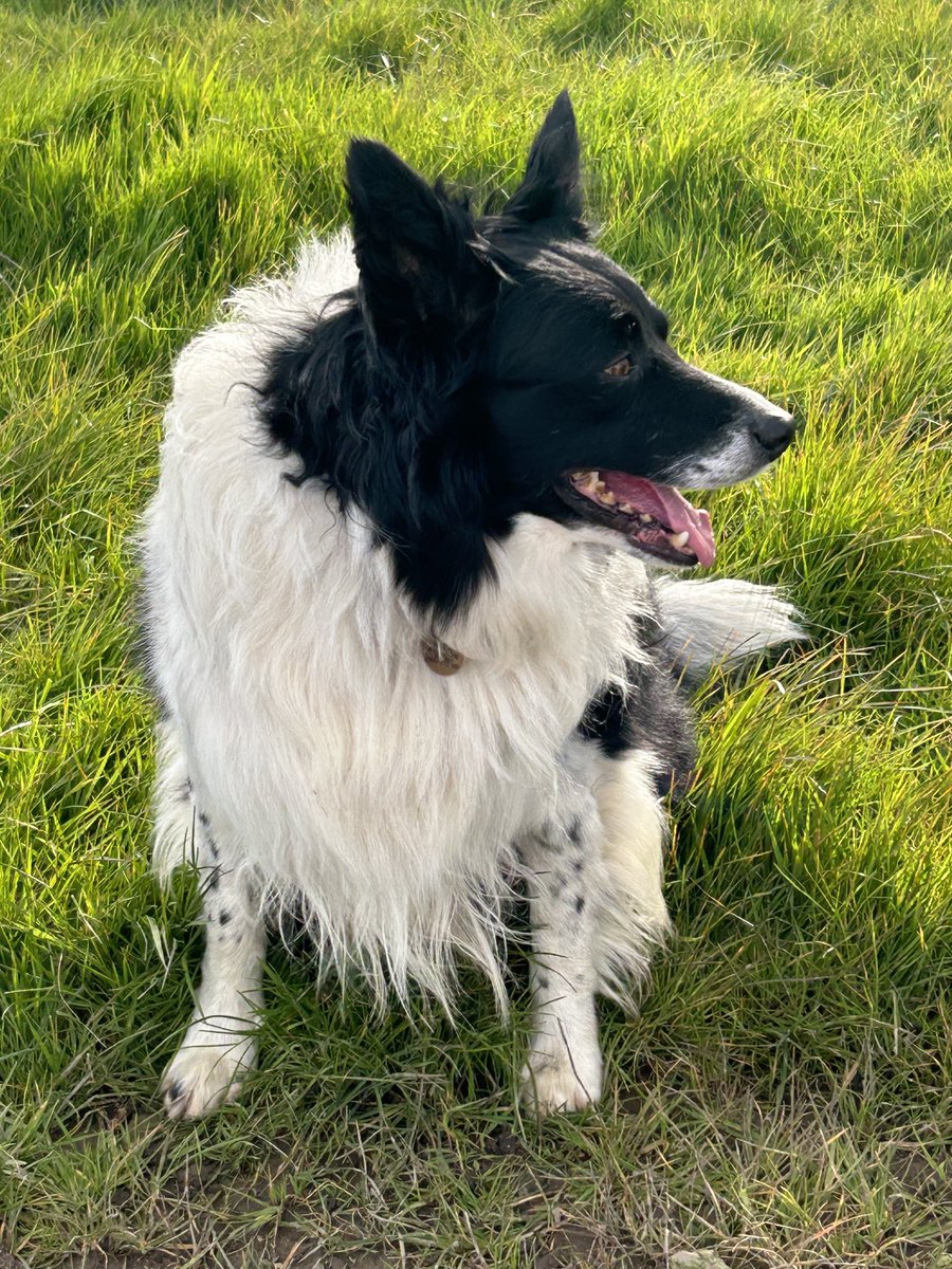 Happy #BorderCollies morning ❤️