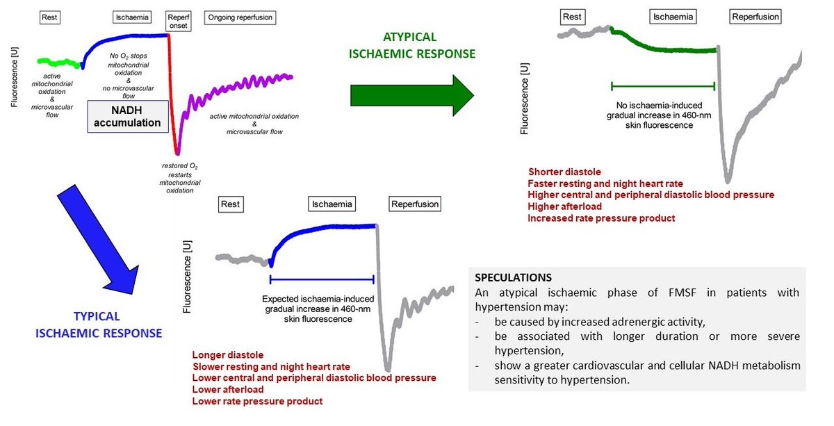 #mdpijcm The article: 'Arterial Blood Pressure Features of Hypertensive Patients with Typical and Atypical 460 nm Skin Fluorescence Response to Transient Ischaemia' ✍️by Regina Pawlak-Chomicka et al. 👉Read more at: mdpi.com/2473766 @PUMS_tweets #hypertension #cardio