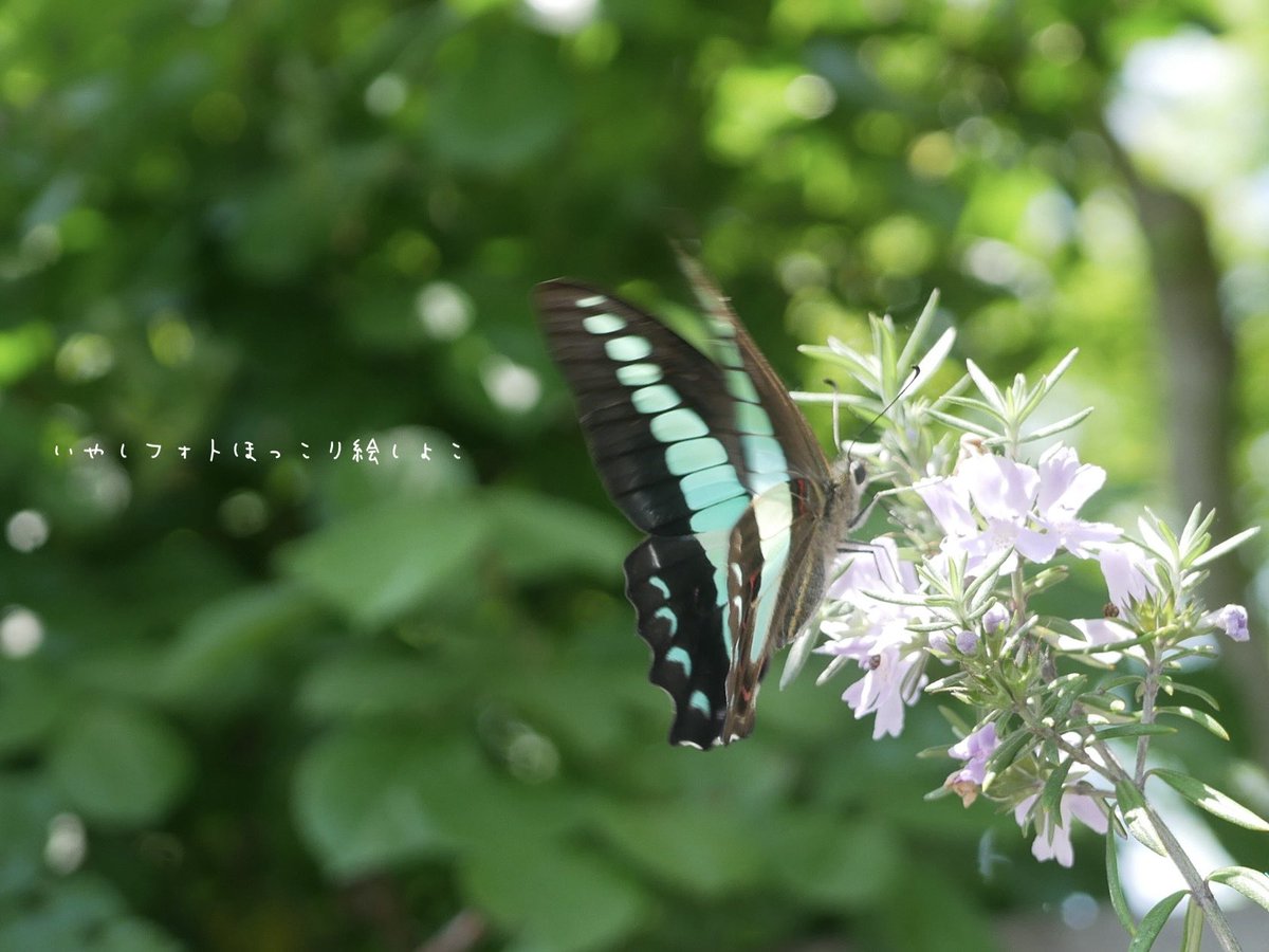 いやしフォト
アオスジアゲハ🦋

初夏の光りと
翅の色

なんて
美しいのだろう(* ´  ` *)ᐝ

いやしフォト
ほっこり絵
SHOCOしょこ
#アオスジアゲハ
#蝶々
#昆虫の写真
#花の写真
#ローズマリー
#naturephotographer
