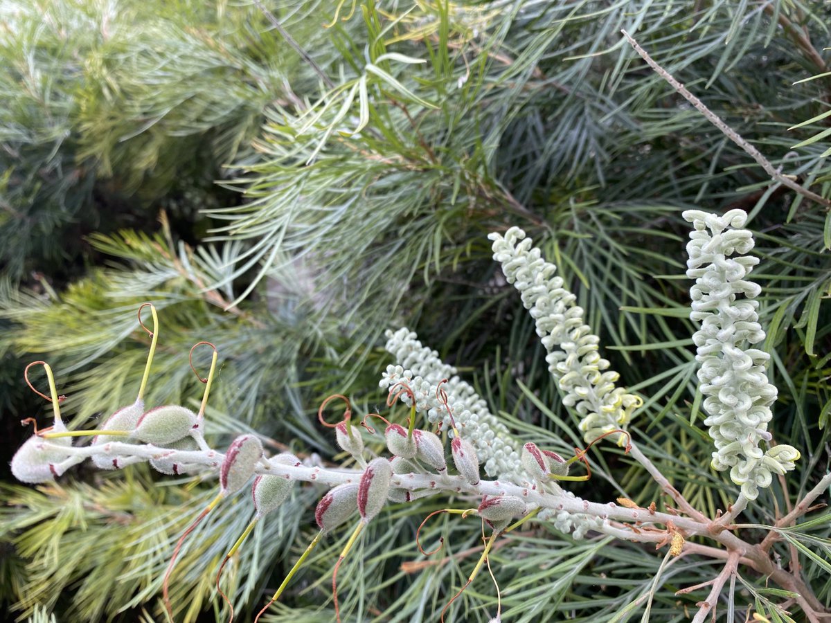 #autumn #afternoon #banksia #UniCBR #CBR #NgunnawalCountry