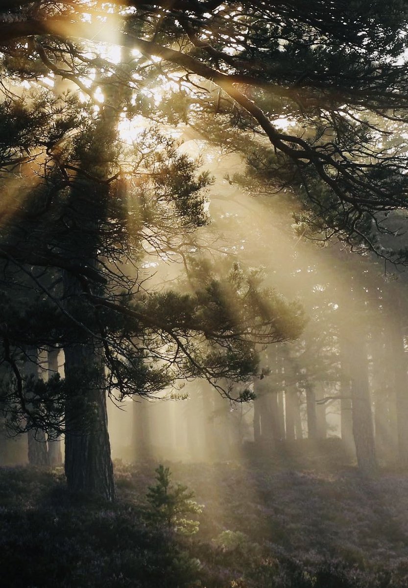 Sunrise through misty pines at the old Caledonian forest of Rothiemurchus.